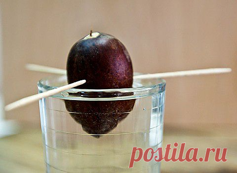 Вырастим из косточки.... - "Познавательный сайт ,,1000 мелочей"" - wwo2009@mail.ru - Почта Mail.Ru