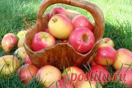 Как сохранить яблоки до весны? 4 ПОЛЕЗНЫХ СОВЕТА
Не забывайте регулярно контролировать температуру и влажность воздуха в хранилище для яблок. Для многих сортов оптимальными считаются температура хранения от 0 до +2-3 С и относительная влажность воздуха 85-90%.
Яблоки начинают замерзать при -14-18 С, поэтому в ожидании сильных морозов утеплите помещение, а когда они наступят, плотно закройте люк и отдушины. При необходимости можно пользоваться электрообогревом, но надо строго соблюдать при