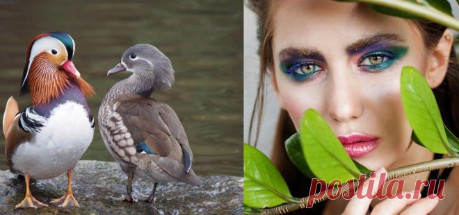 Почему самцы ярче самок у животных, а у людей наоборот