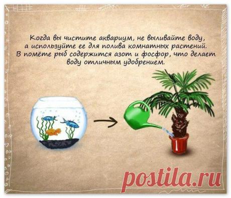 Поливка растений