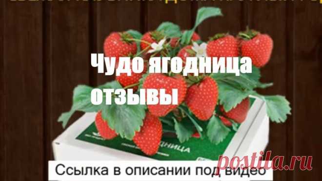 Чудо-ягодница «Сказочный сбор» со скидкой 93% - запись пользователя Karra Opire (id2647687) в дневнике - Babyblog.ru