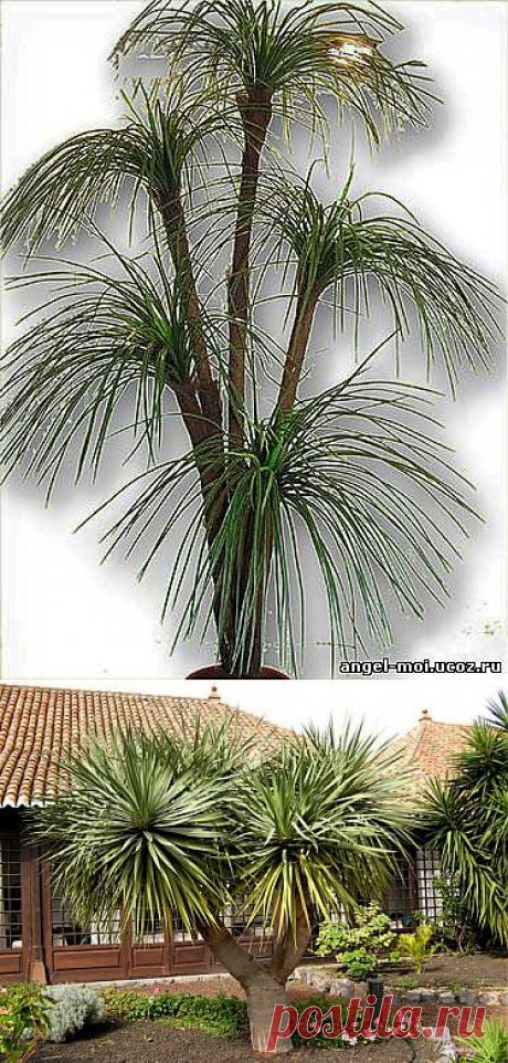 Пальма Любви - Драцена.