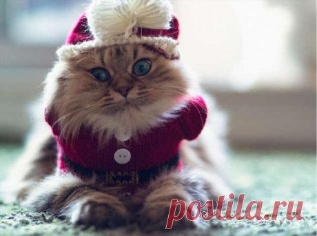 Вырядился: забавные новогодние наряды домашних питомцев | Люблю Себя