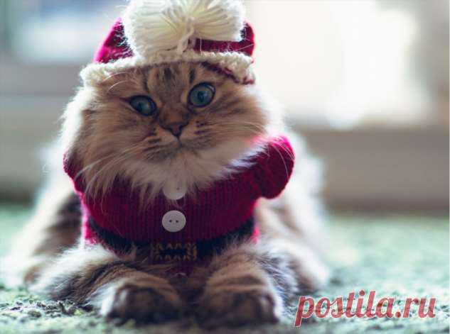 Вырядился: забавные новогодние наряды домашних питомцев | Люблю Себя