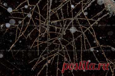 Tree branches and falling snow bokeh, abstract dark winter sky background Стоковое фото, фотограф Ilaronsia / Фотобанк Лори