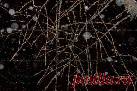 Tree branches and falling snow bokeh, abstract dark winter sky background Стоковое фото, фотограф Ilaronsia / Фотобанк Лори