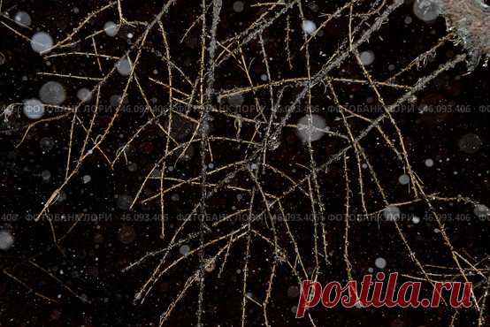 Tree branches and falling snow bokeh, abstract dark winter sky background Стоковое фото, фотограф Ilaronsia / Фотобанк Лори