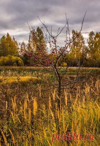 Google+. Дикая яблонька.