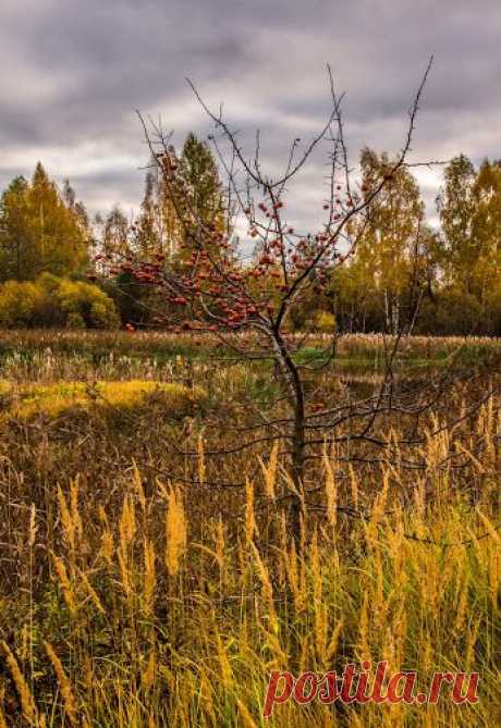 Google+. Дикая яблонька.