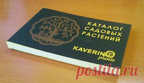 Питомник растений КАВЕРИНО плантс. Садовый центр KAVERINO plants - Каталог декоративных садовых растений