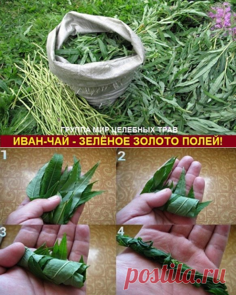 Иван-чай