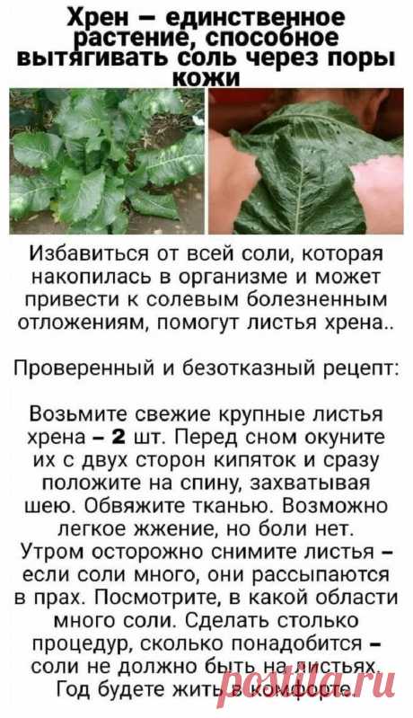Хрен вытягивает соли через поры кожи
