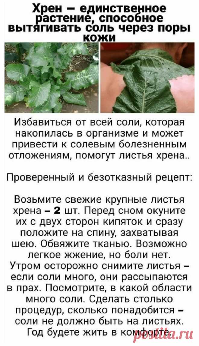 Хрен вытягивает соли через поры кожи