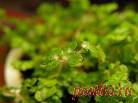 Зеленый шар - Садоводка