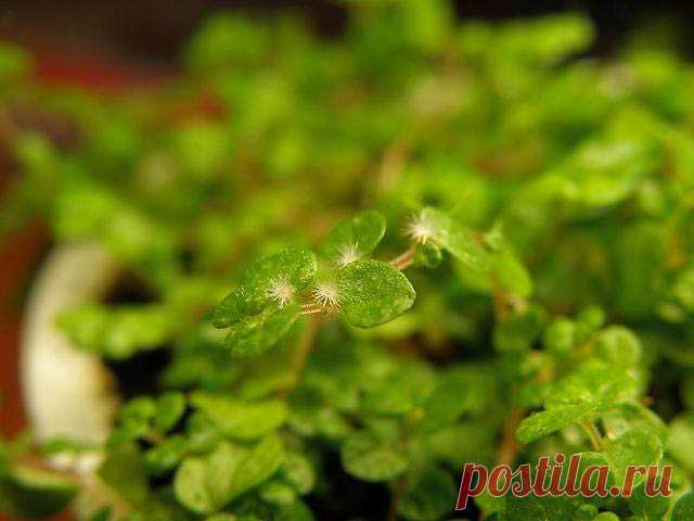 Зеленый шар - Садоводка