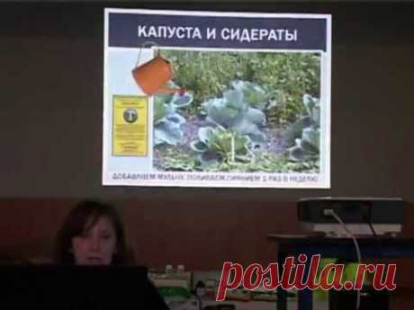 Выращивание капусты - YouTube