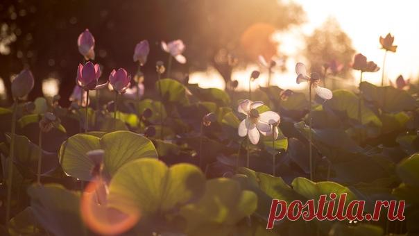 Цветение лотосов в дельте Волги. Рассвет. Астраханская область, Володарский р-н, село Тумак, ерик (то есть проток) Кашеванка. Aвтор – lisovik, вот ссылка на его альбом: nat-geo.ru/photo/user/37249/