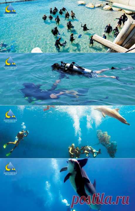 Diving with dolphins!