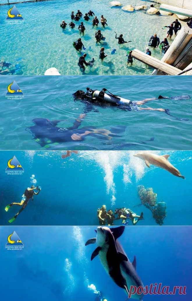 Diving with dolphins!