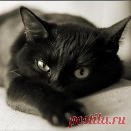 Кошачий лишай у человека и его лечение