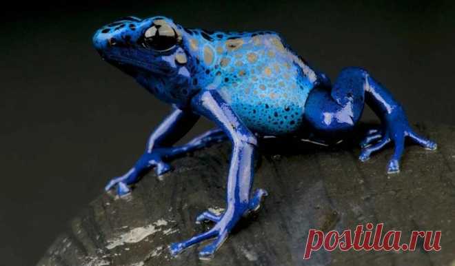 Фото самых ярких и опасных холоднокровных