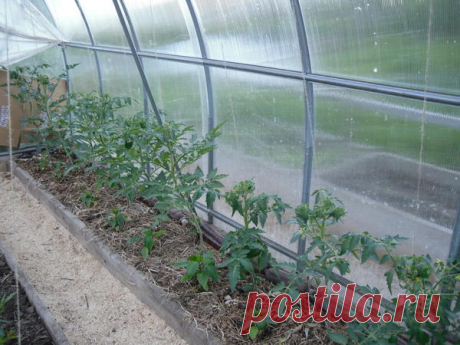 Записки ретрограда, или Почему я возвращаюсь к "дедовским" методам обработки почвы