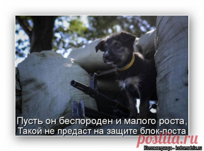 Лучшие котоматрицы недели | Удивительный мир