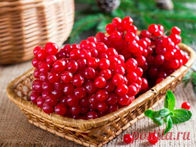 Что лечит калина в организме человека - Smak.ua