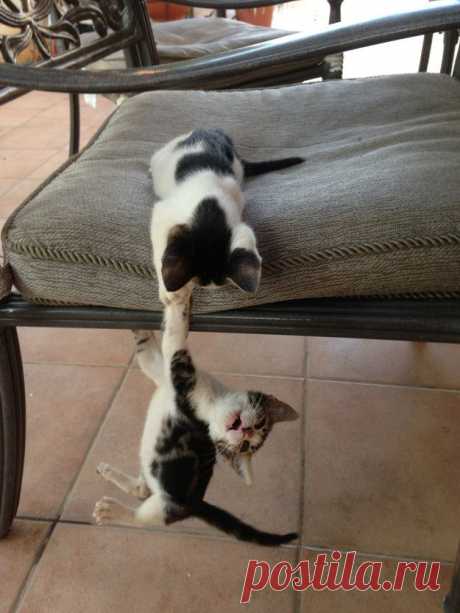These Kittens Reenacting &quot;The Lion King&quot; Is The Cutest Thing Ever