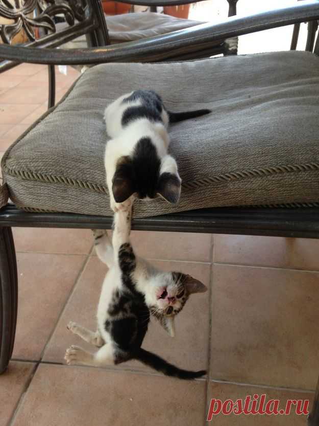 These Kittens Reenacting "The Lion King" Is The Cutest Thing Ever