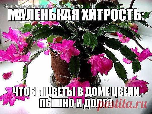 МАЛЕНЬКАЯ ХИТРОСТЬ: ЧТОБЫ ЦВЕТЫ В ДОМЕ ЦВЕЛИ ПЫШНО И ДОЛГО!
Давно ли Ваш любимый цветок цвел, как в магазине цветов, не помните? Вот и я уже почти позабыла. Вроде и подкармливаю его, а он все не радует пышным цветением. 
Маленькая хитрость: чтобы цветы в доме цвели пышно и долго!
Но вот недавно зашла в гости к подруге, а у неё цветы просто загляденье, все цветут, как на подбор. Как же так? Оказывается есть одна маленькая хитрость, для того чтобы цветок цвел пышно и долго н...
