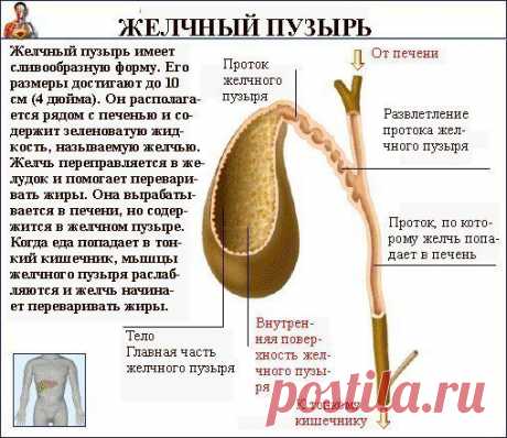 Первая помощь при печёночной колике | Мамам, женщинам, бабушкам и очень любознательным.