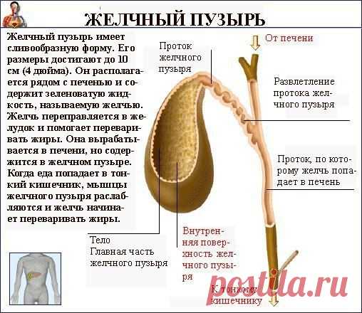 Первая помощь при печёночной колике | Мамам, женщинам, бабушкам и очень любознательным.
