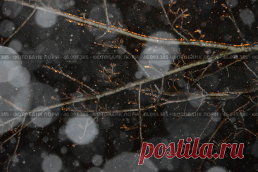 Frozen tree branches on dark night snowy winter sky background, feeling of being in a wintery environment Стоковое фото, фотограф Ilaronsia / Фотобанк Лори