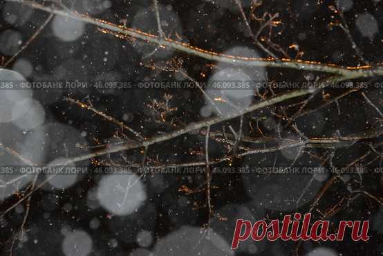 Frozen tree branches on dark night snowy winter sky background, feeling of being in a wintery environment Стоковое фото, фотограф Ilaronsia / Фотобанк Лори