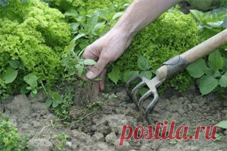 чем боретесь с сорняками в междурядьи грядок?
сапка? полоть руками? плоскорез фокина? или еще есть варинты?
П.С. мульчировать нереально как и все покрыть гроволокном