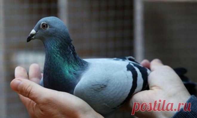 Mercado de columbofilia ao rubro: pombo vendido por 1,6 milhões de euros | TVI24