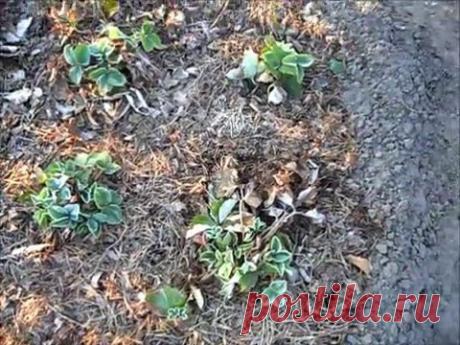 Старые листья клубники Нужно ли их удалять весной