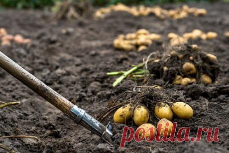 Раскрыта тайна найденных во дворе шотландской школы древнеегипетских скульптур. В 1952 году шотландский мальчик обнаружил в земле на территории школы древнюю египетскую статую. Исследователи долго гадали, откуда там взялись такие артефакты Теперь они полагают, что их привез в Шотландию Александр Лесли-Мелвилл, лорд Балгони — наследник Мелвилл-Хауса — после путешествия по Египту в 1856 году.