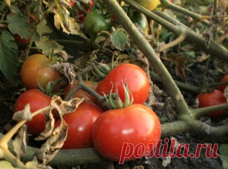 Все про фитофтороз томатов и лечение, фермеру на заметку