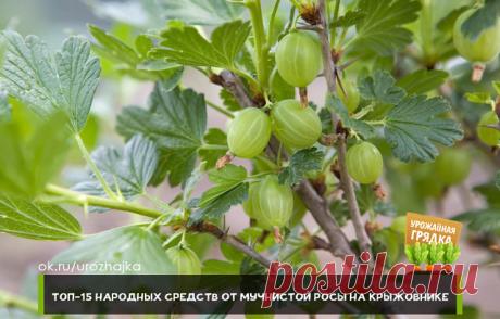 ТОП-15 НАРОДНЫХ СРЕДСТВ ОТ МУЧНИСТОЙ РОСЫ НА КРЫЖОВНИКЕ

1. Аммиачная селитра

50 грамм аммиачной селитры растворяют в 10 литрах воды.
Обрабатывают крыжовник после цветения.

2. Аспирин+Сода

1 ст.л. соды, 1 таблетка аспирина, 1 ч.л. средства для мытья посуды или жидкого мыла, 1 ст.л. растительного масла растворяют в 4,5 литрах воды.
Этим составом кусты обрабатывают в течение сезона один раз в две недели.

3. Вода

Воду следует довести до кипения.
Ранней весной до схода сн...