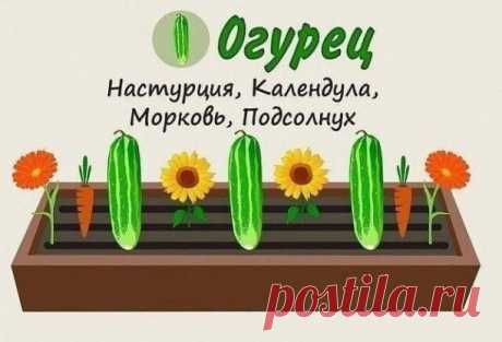 Совместимость растений на грядке