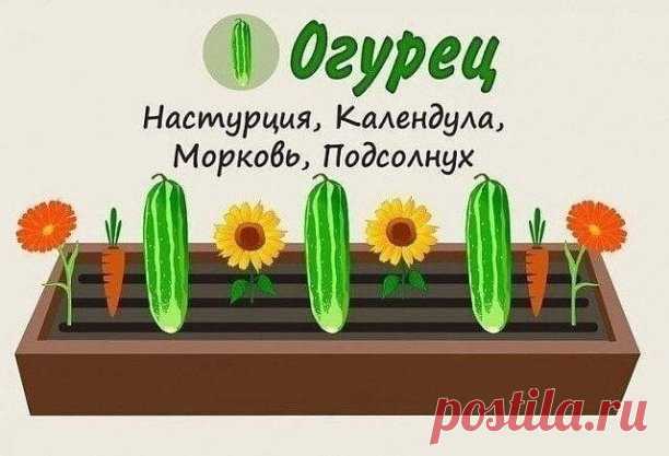 Совместимость растений на грядке