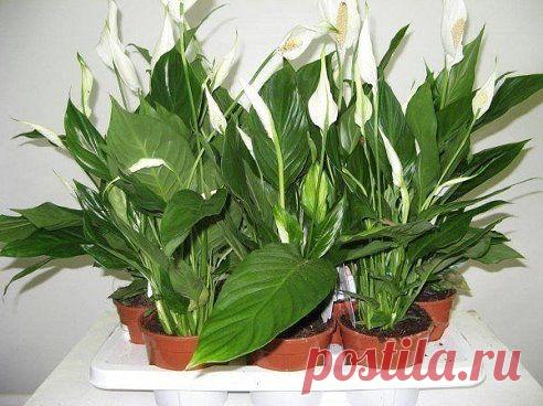 (46) Одноклассники