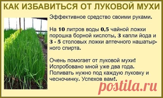 (32) Одноклассники