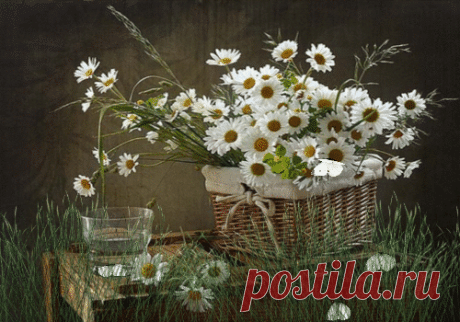 Лето , бабочки , ромашки
