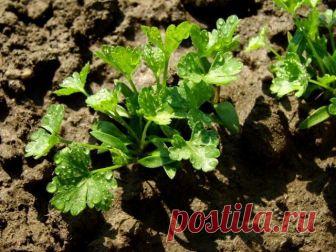 Какие овощи могут зимовать на грядке