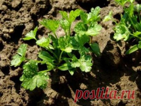 Какие овощи могут зимовать на грядке