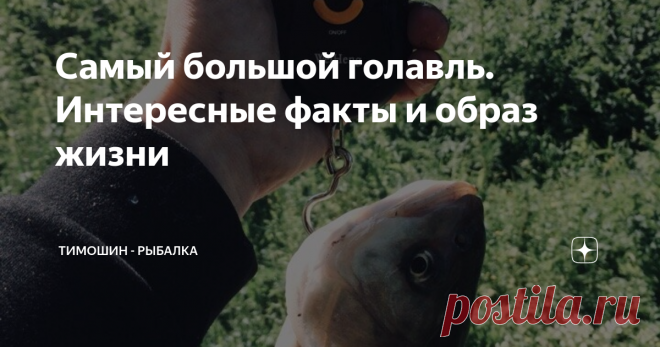 Самый большой голавль. Интересные факты и образ жизни Последнее время мне очень нравится изучать, рассматривать, обсуждать различные виды рыб. Сегодня хочу поговорить о такой рыбе как голавль. Эта рыба часто становится гостем на моих рыбалках, некое мнение об этой рыбе у меня сложилось, я думаю вам будет полезно узнать что-то новое или давно забытое старое.
Покусали не мелкого голавля
В моём регионе голавль водится только в речках, ловлю я его в