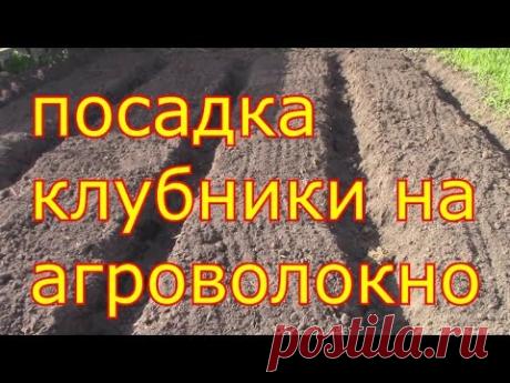 посадка клубники на агроволокно